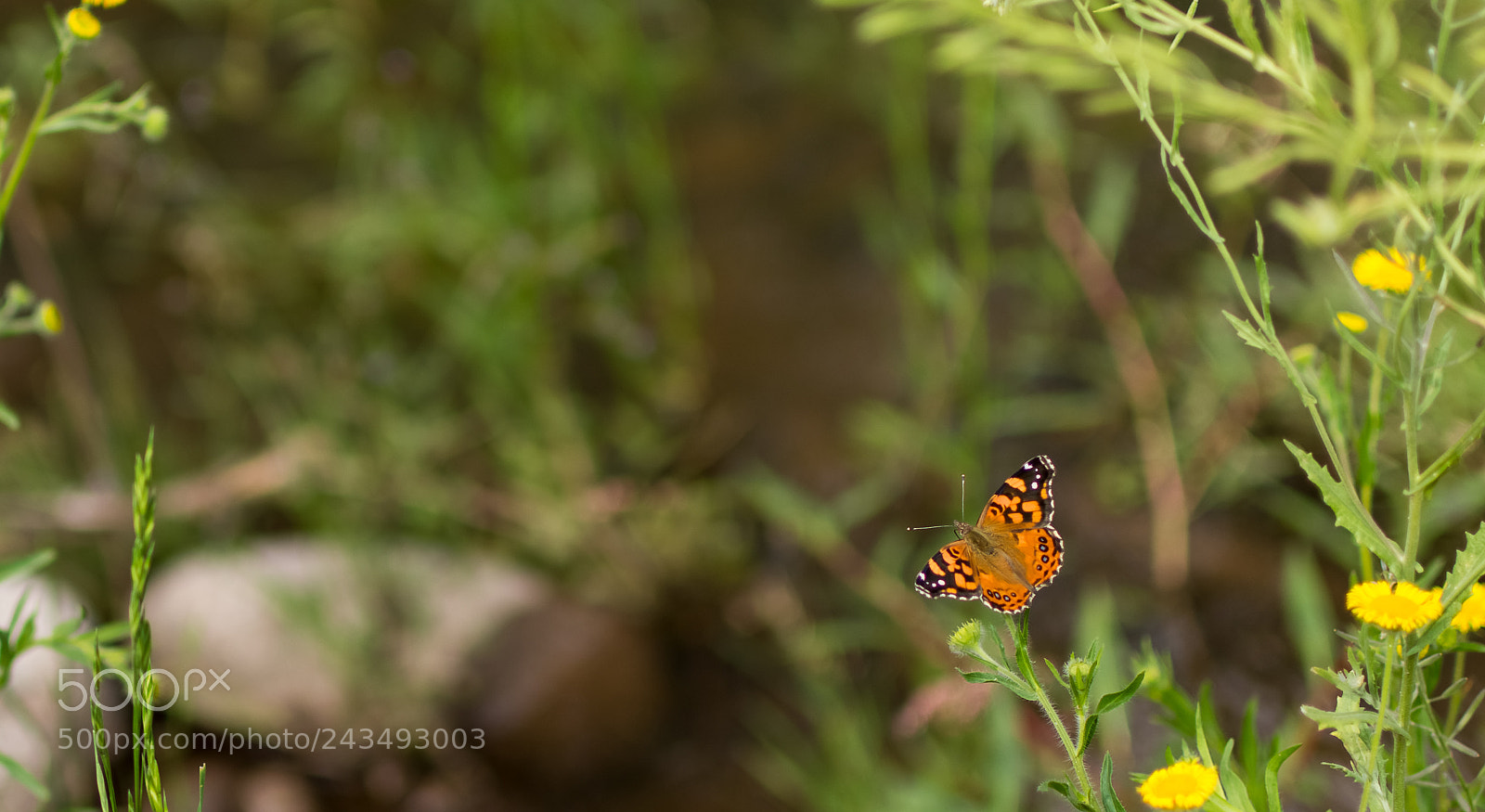 Nikon D7200 sample photo. Mariposa photography
