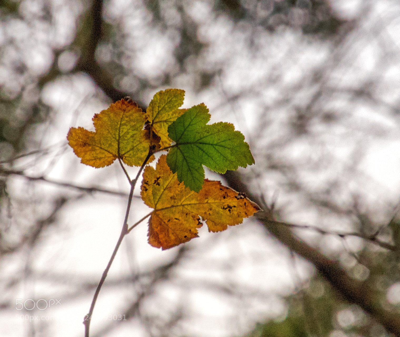 Pentax K-3 II sample photo. Imgp1445-3.jpg photography