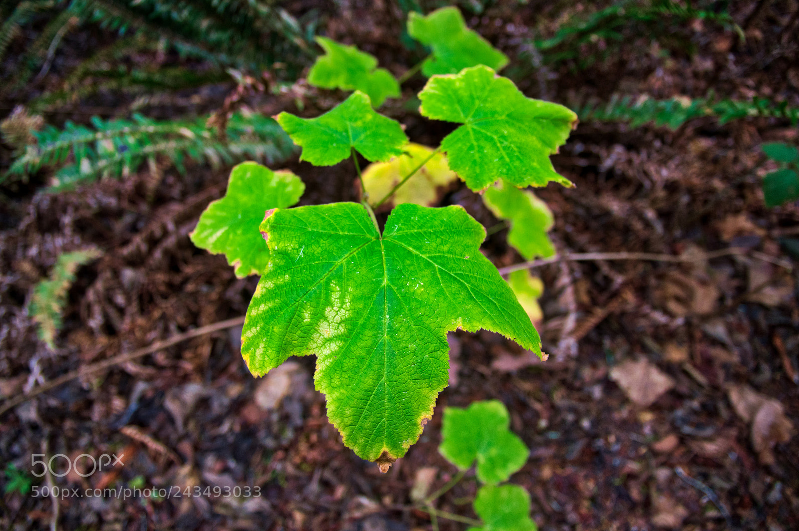 Pentax K-3 II sample photo. Imgp1440-4.jpg photography
