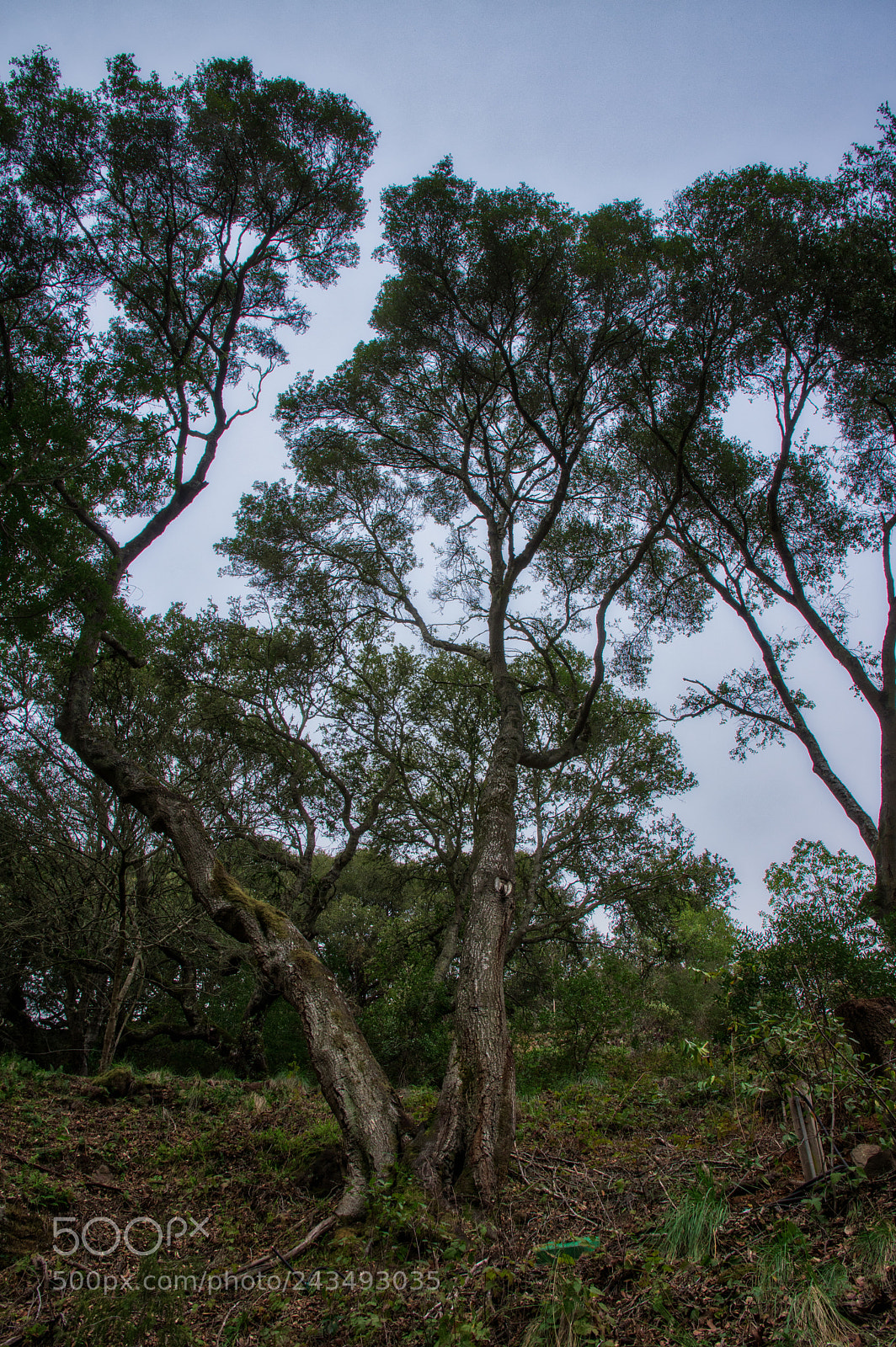 Pentax K-3 II sample photo. Imgp1456-3.jpg photography