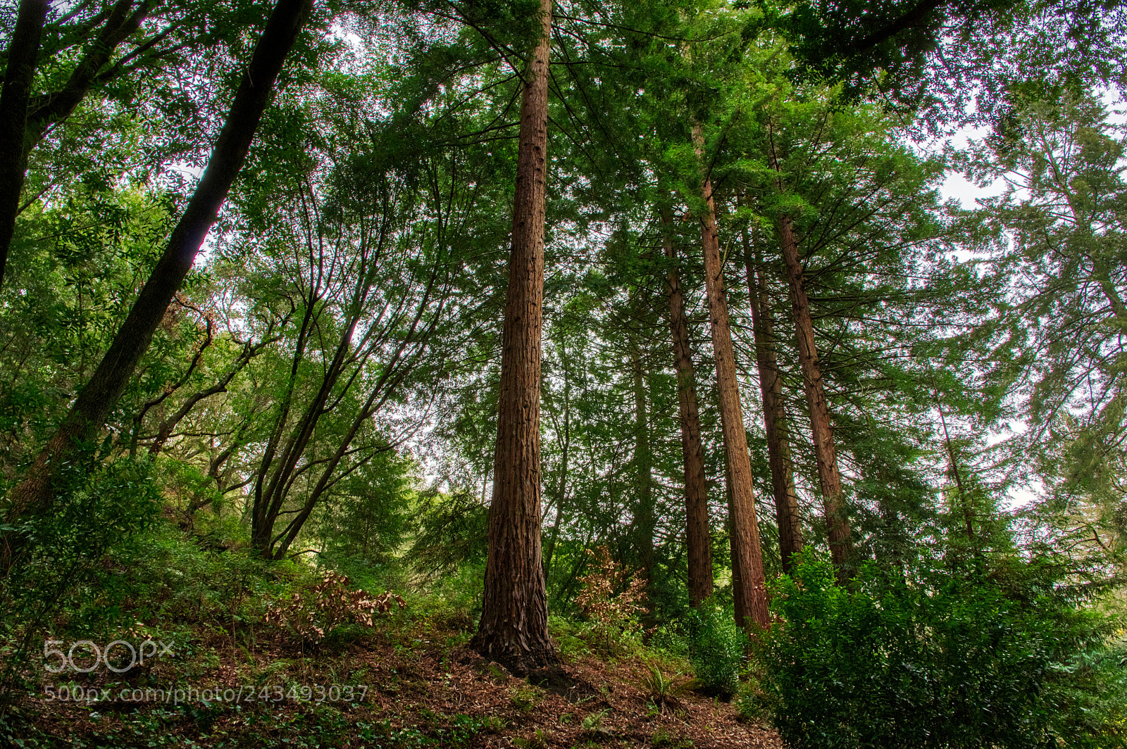 Pentax K-3 II sample photo. Trees photography