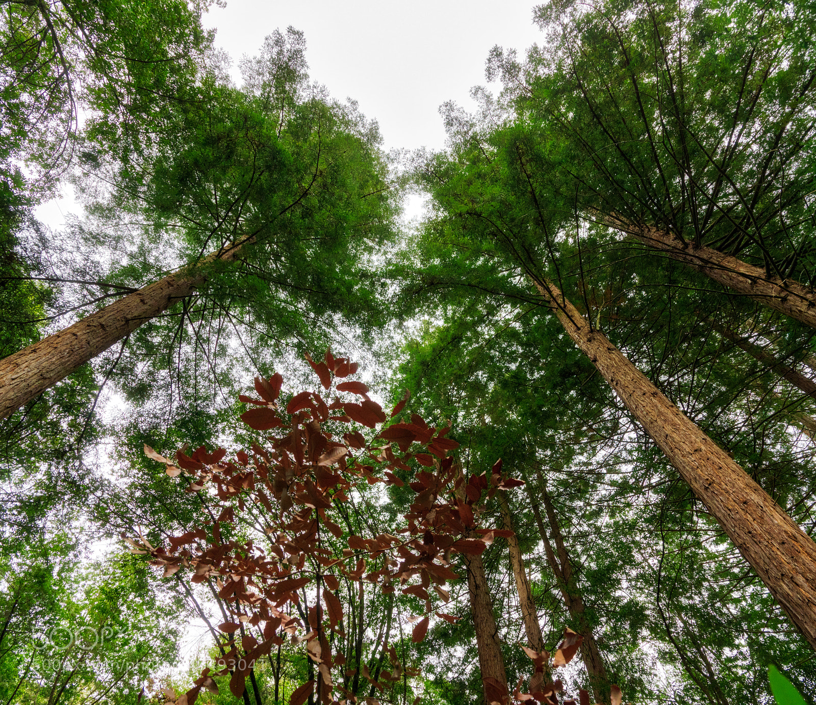 Pentax K-3 II sample photo. Towering trees photography