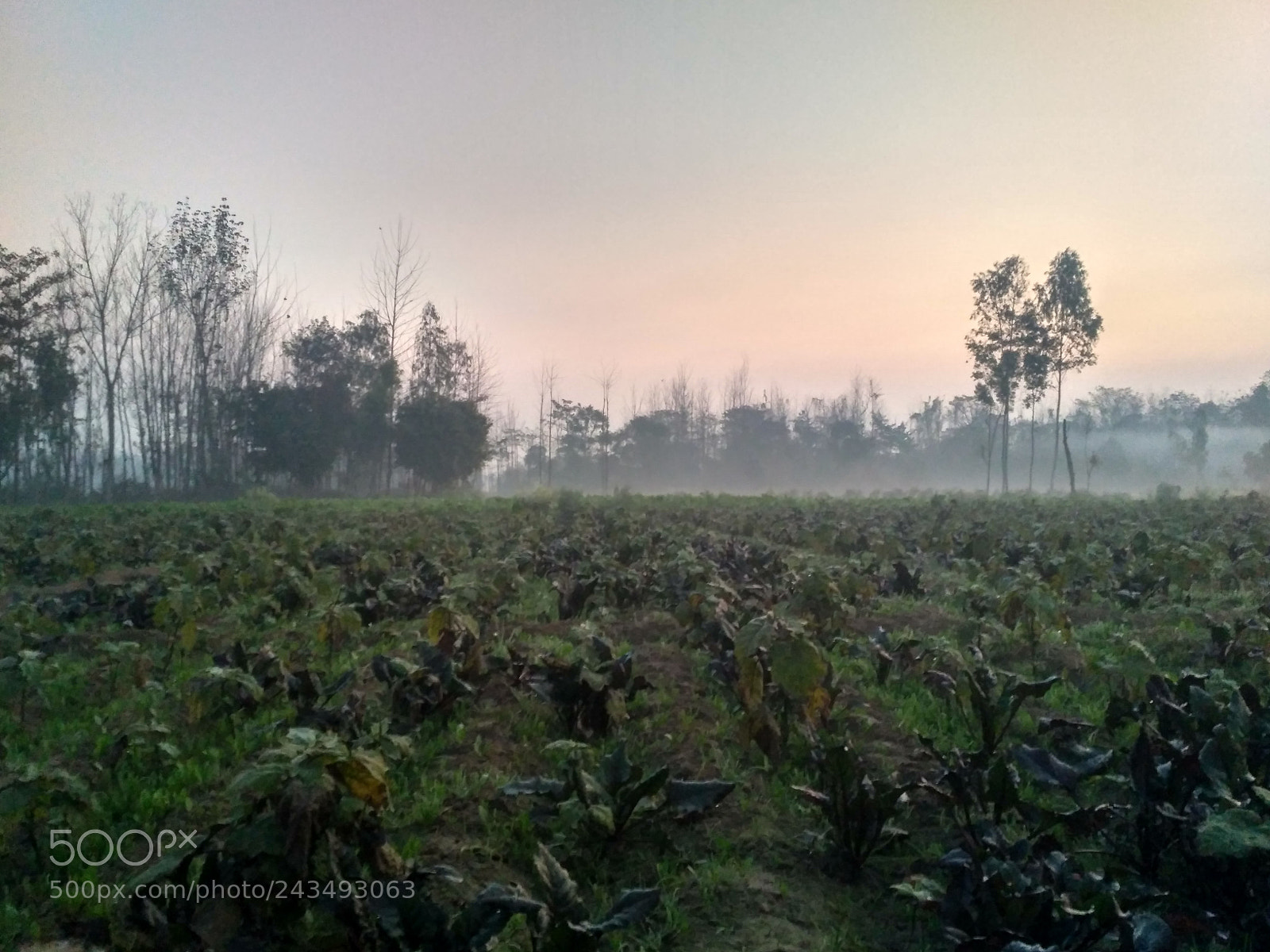 Xiaomi Redmi 3S sample photo. Farms with nature photography