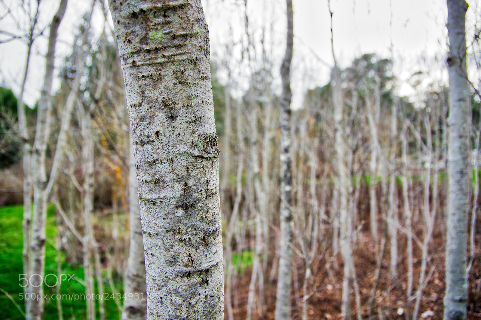 Pentax K-3 II sample photo. Trees photography