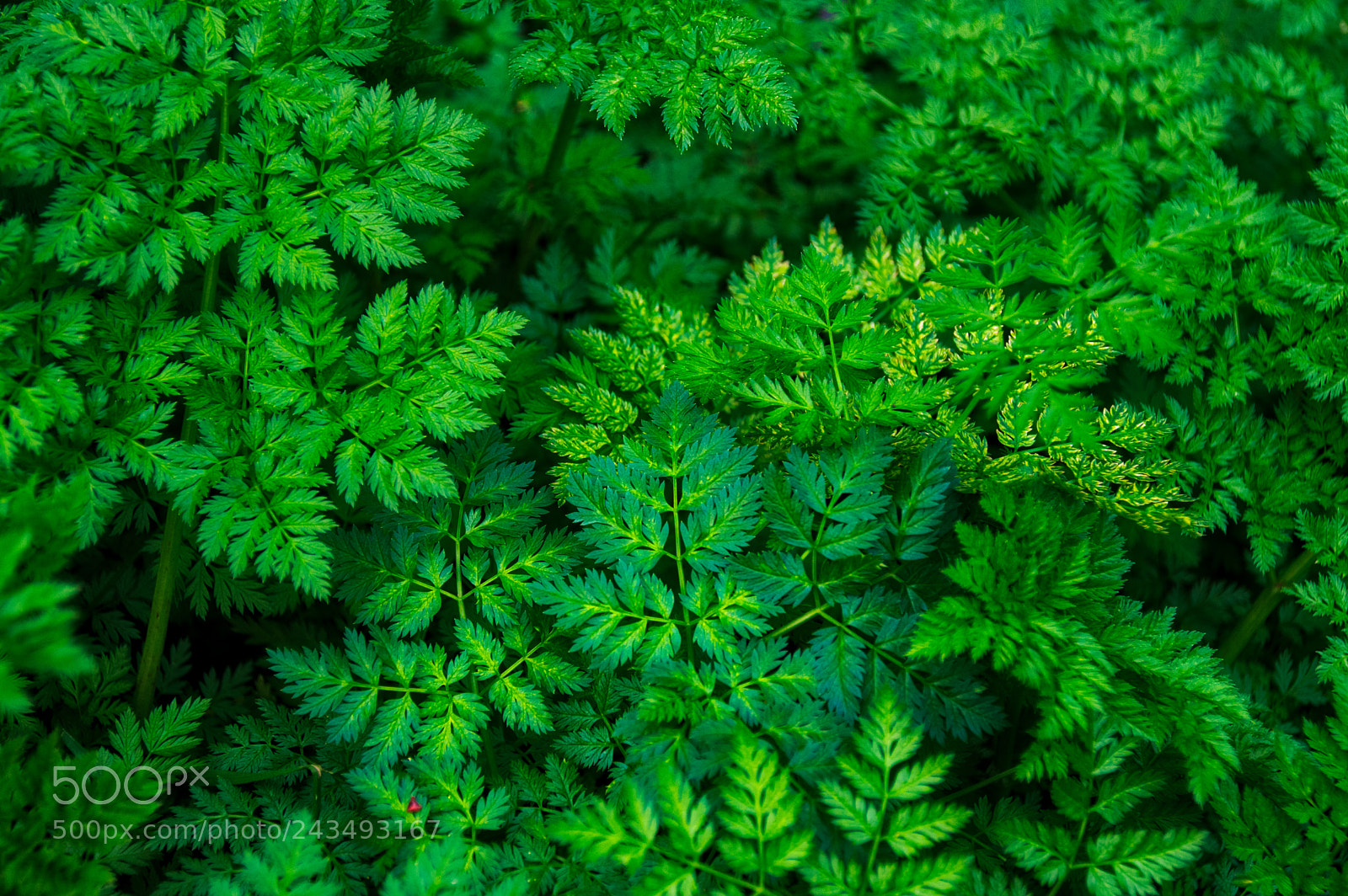 Pentax K-3 II sample photo. Green photography