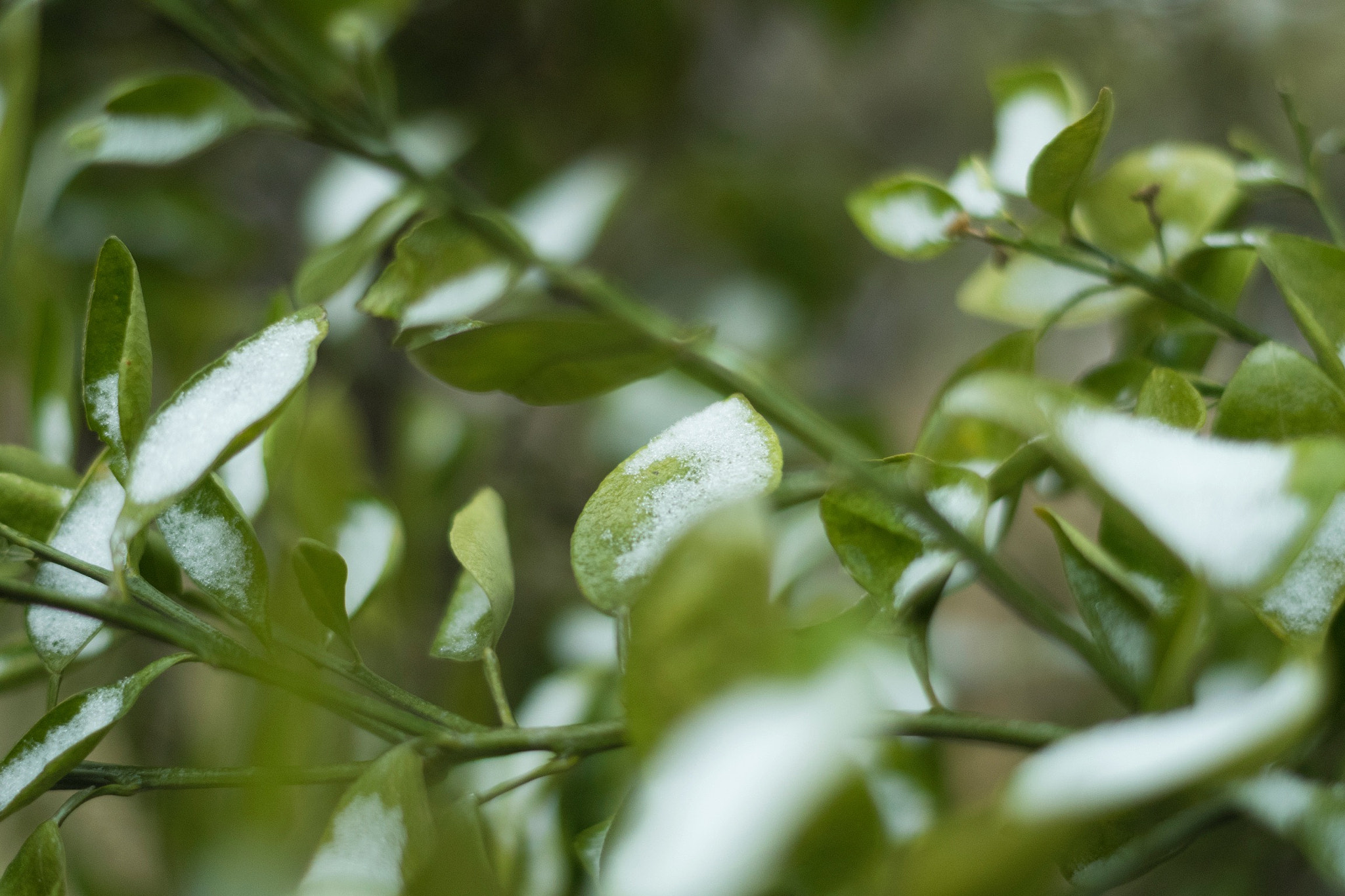Pentax K-S1 sample photo. Good?? photography