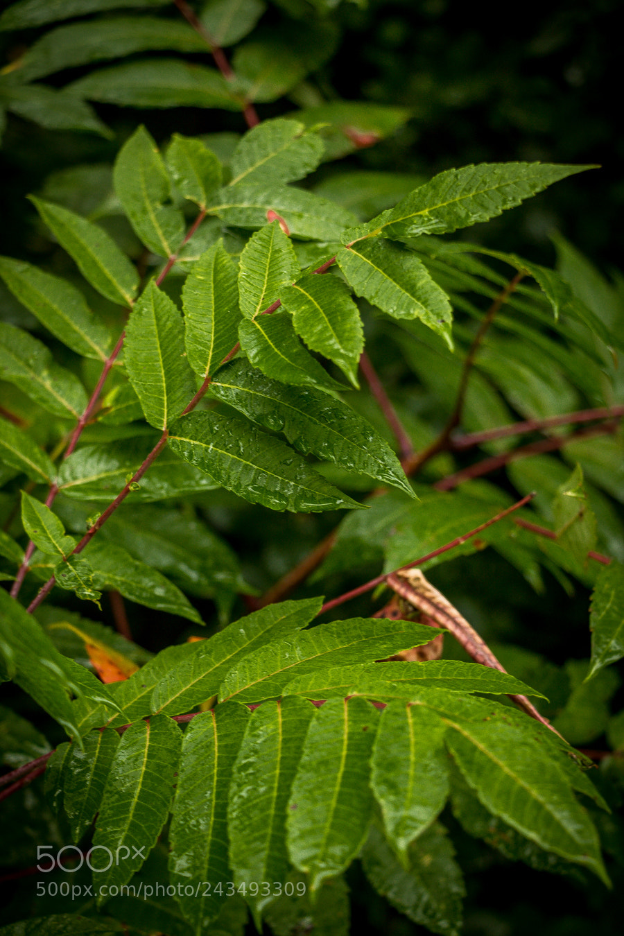 Canon EOS 760D (EOS Rebel T6s / EOS 8000D) sample photo. Fall showers photography