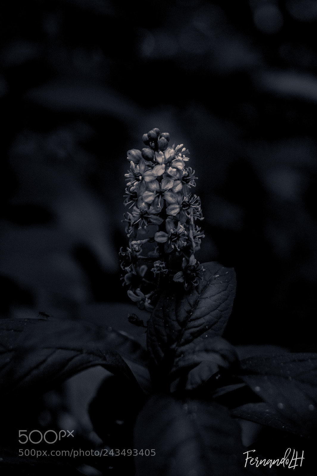 Sony SLT-A58 sample photo. Deph photography