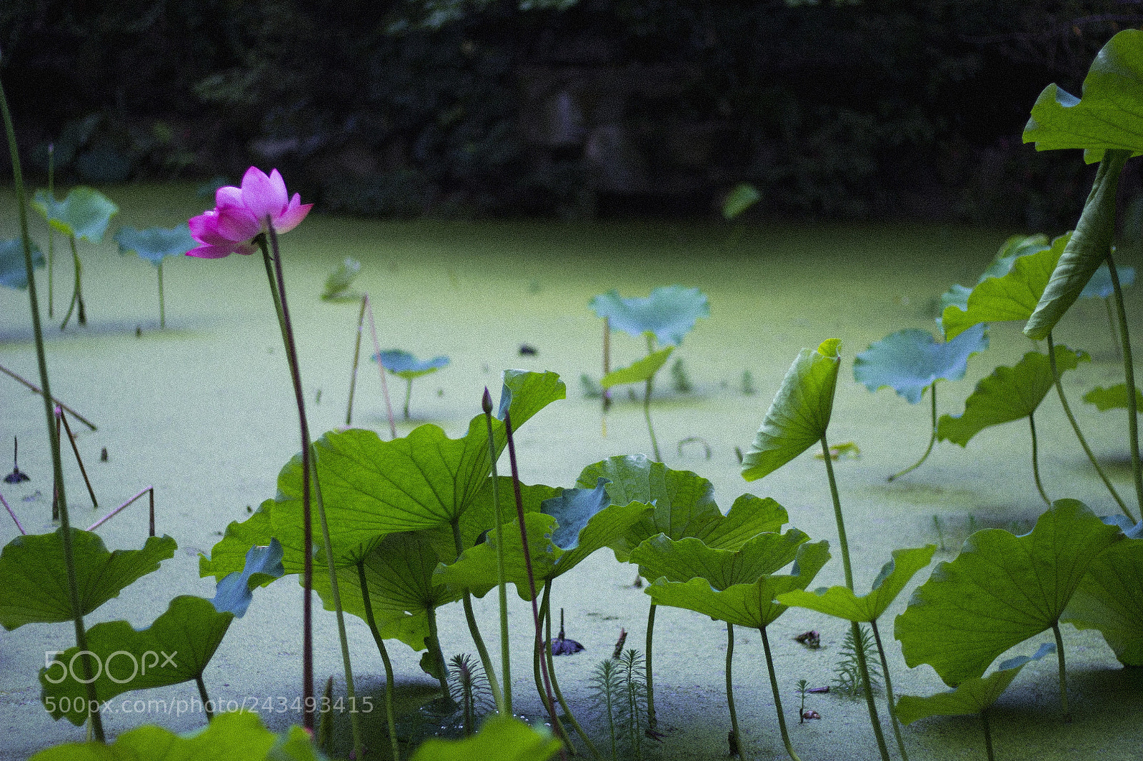 Canon EOS 60D sample photo. Lotus in a pond photography