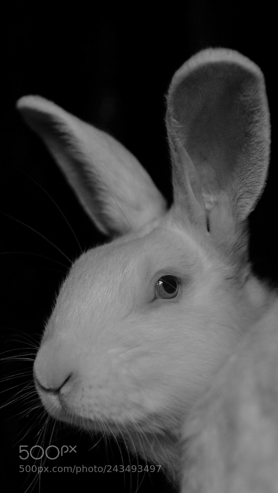 Fujifilm X-T10 sample photo. The home rabbit photography