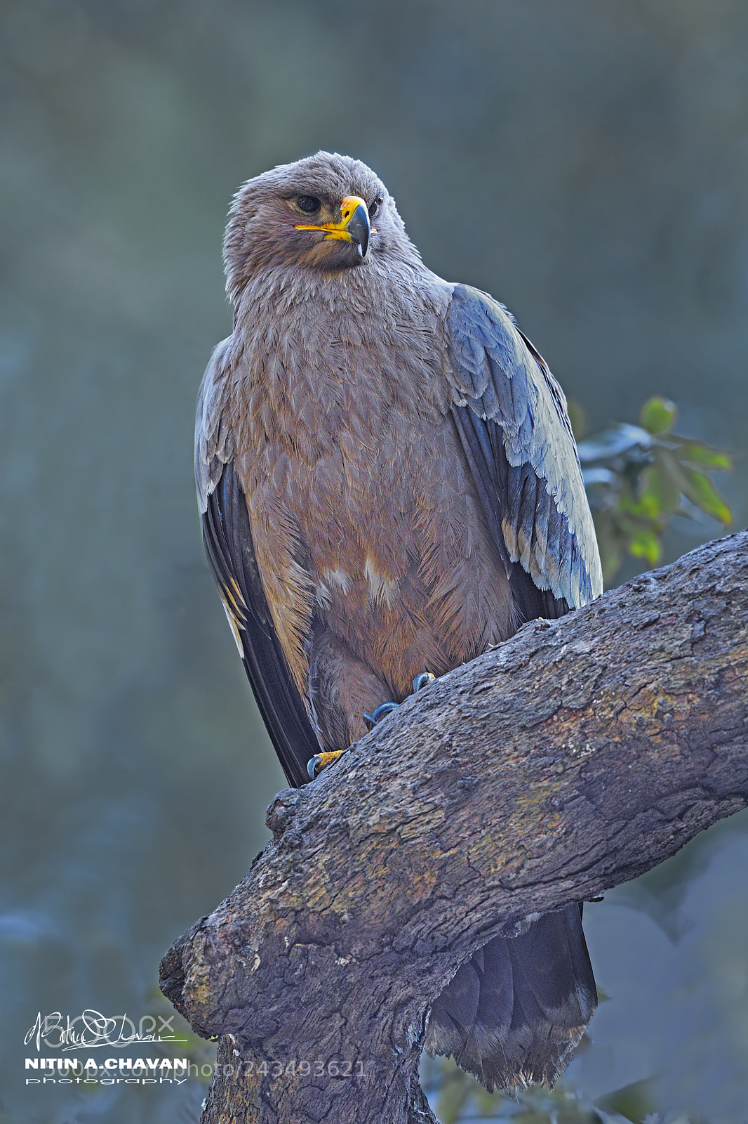 Nikon D810 sample photo. Steppe eagle photography