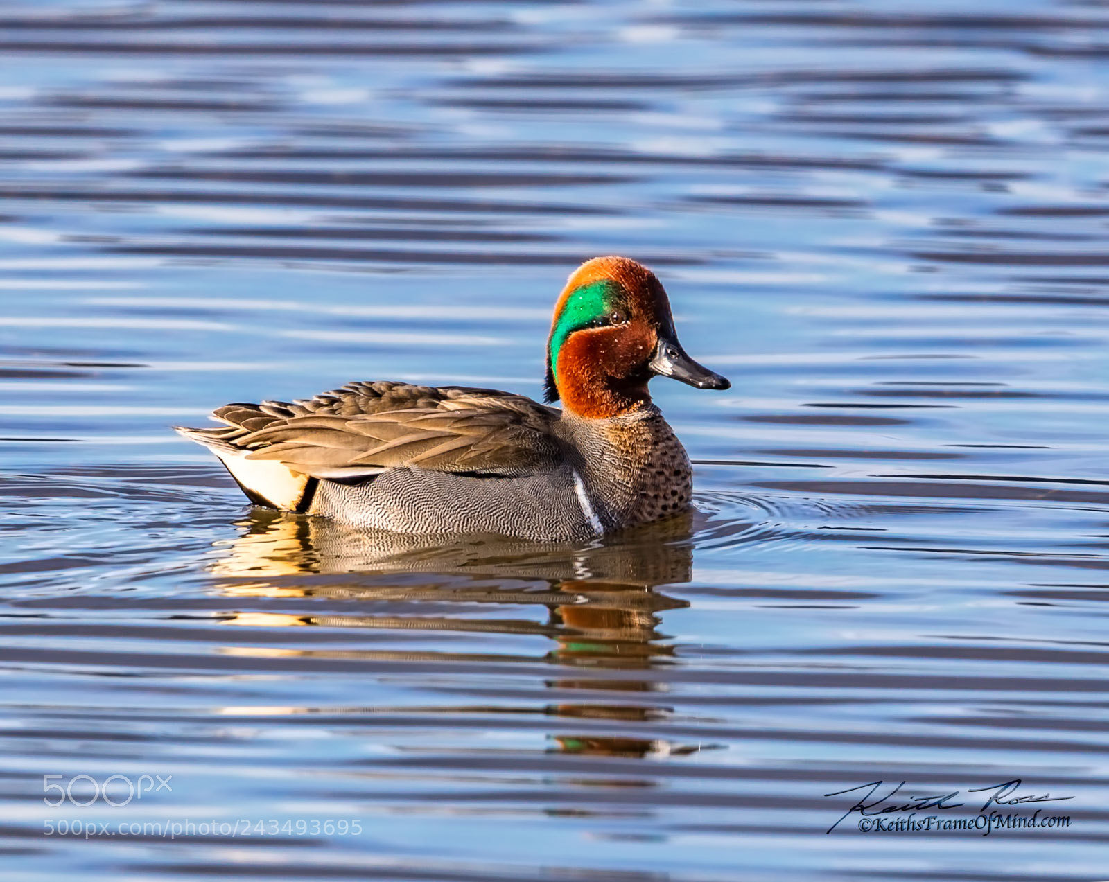 Canon EOS-1D X Mark II sample photo. Green-winged teal - sequim photography