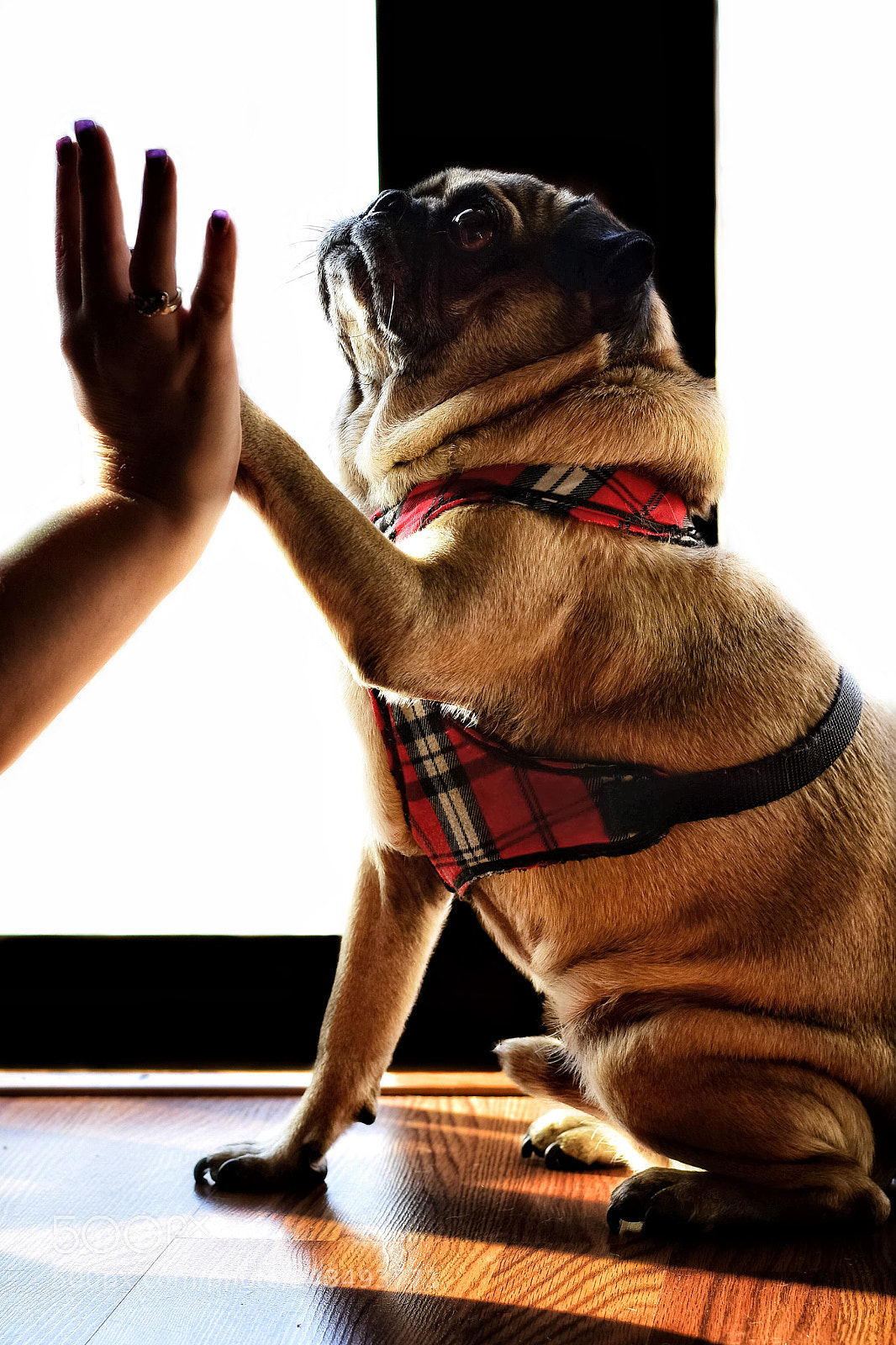 Nikon D5600 sample photo. High five! photography
