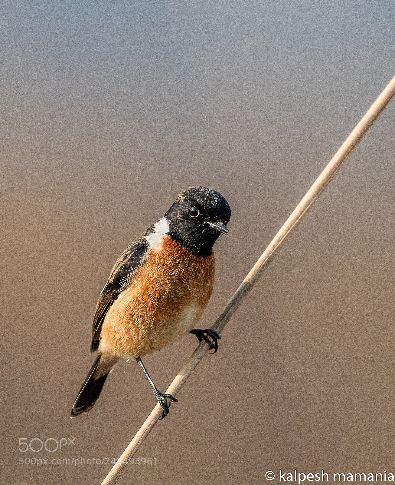 Canon EOS 5DS R sample photo. Common stonechat.  photography