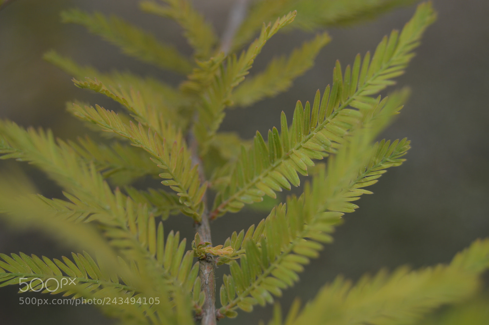 Nikon D3200 sample photo. Summer leaf photography