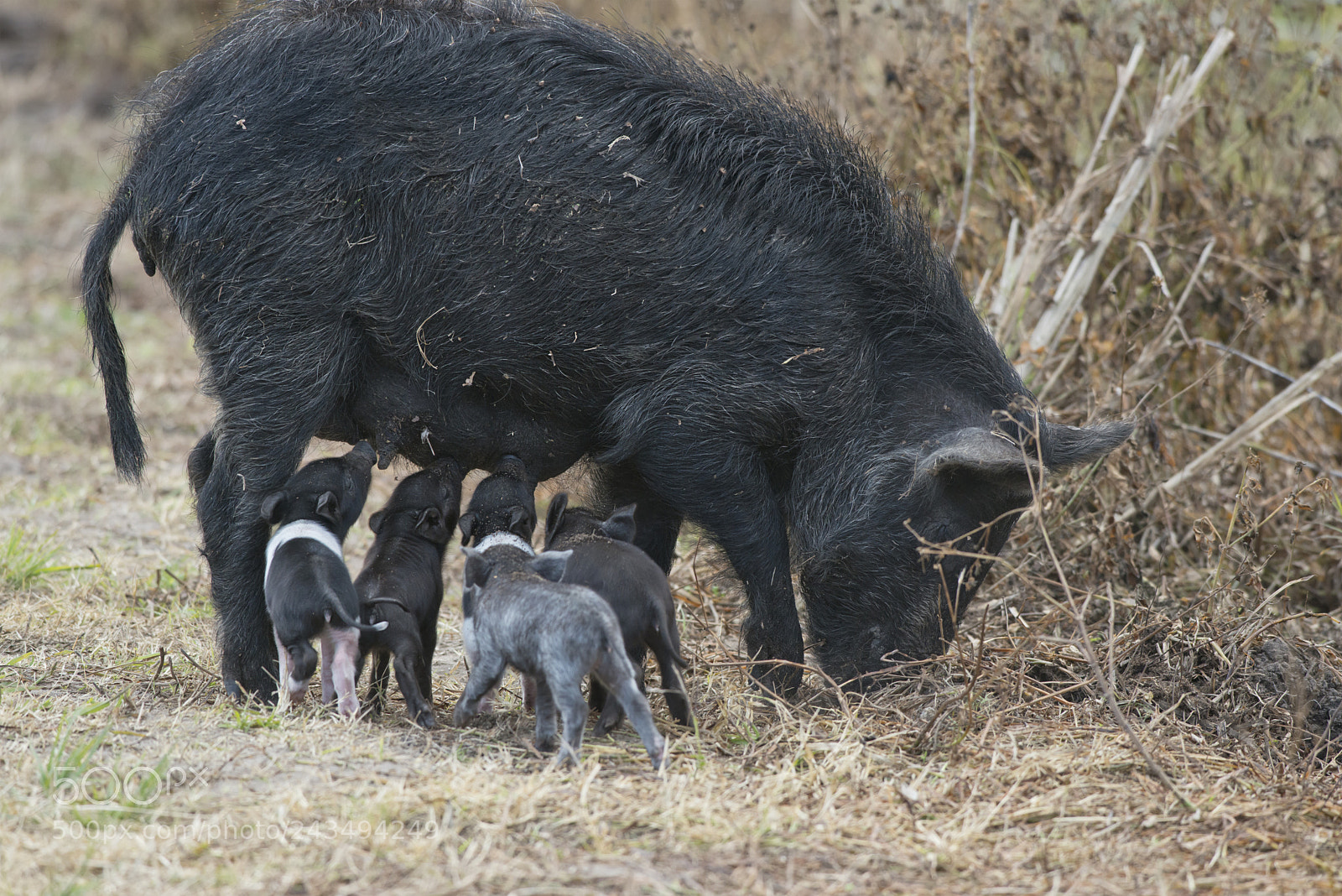 Nikon D800 sample photo. Wild hog with cute photography