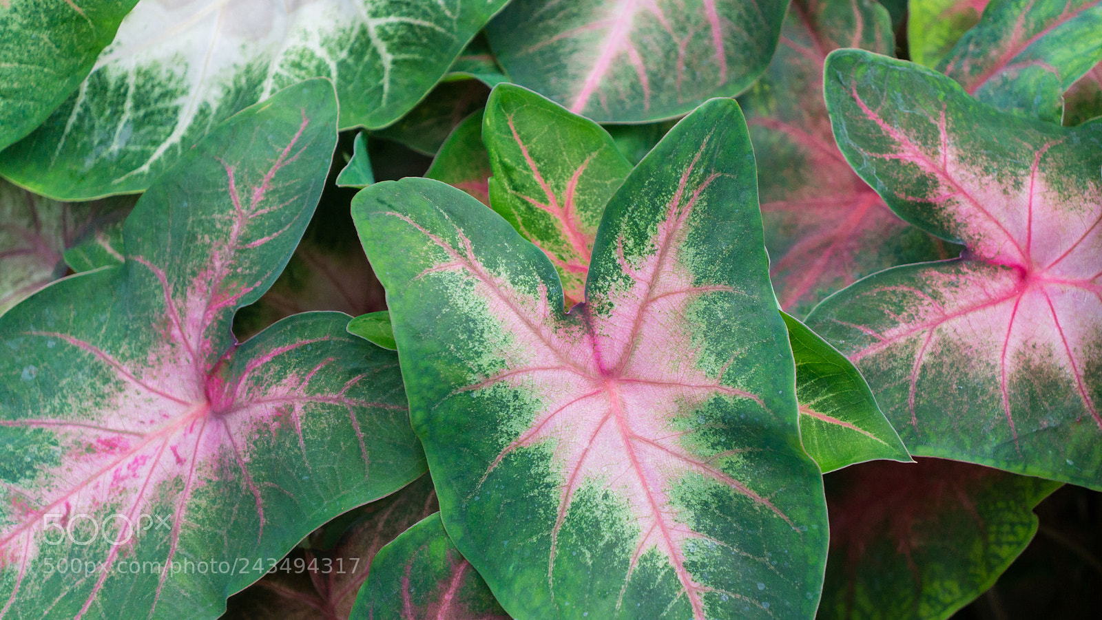 Sony Alpha NEX-7 sample photo. Untitled photography