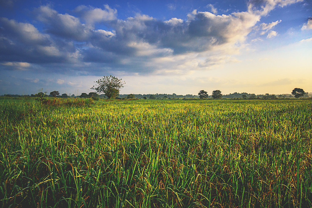 Fields of Suwandel Rice, Welioya, Sri Lanka by Son of the Morning Light on 500px.com
