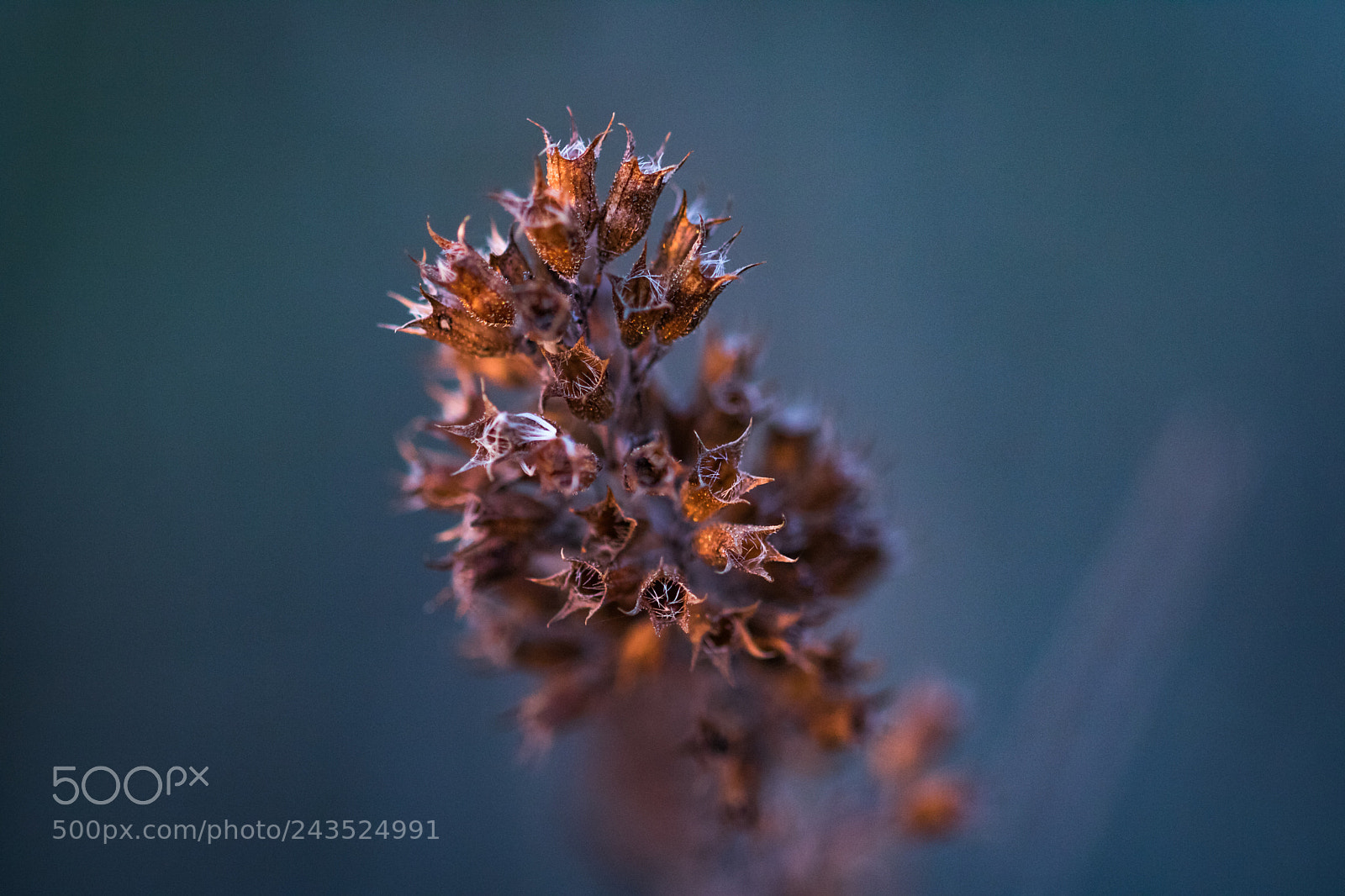 Canon EOS 760D (EOS Rebel T6s / EOS 8000D) sample photo. Out of the blue photography