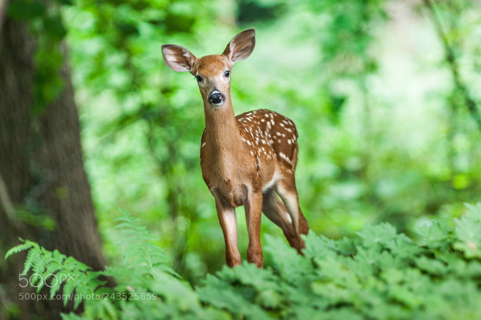 Canon EOS-1Ds Mark III sample photo. Jay sudra photography photography
