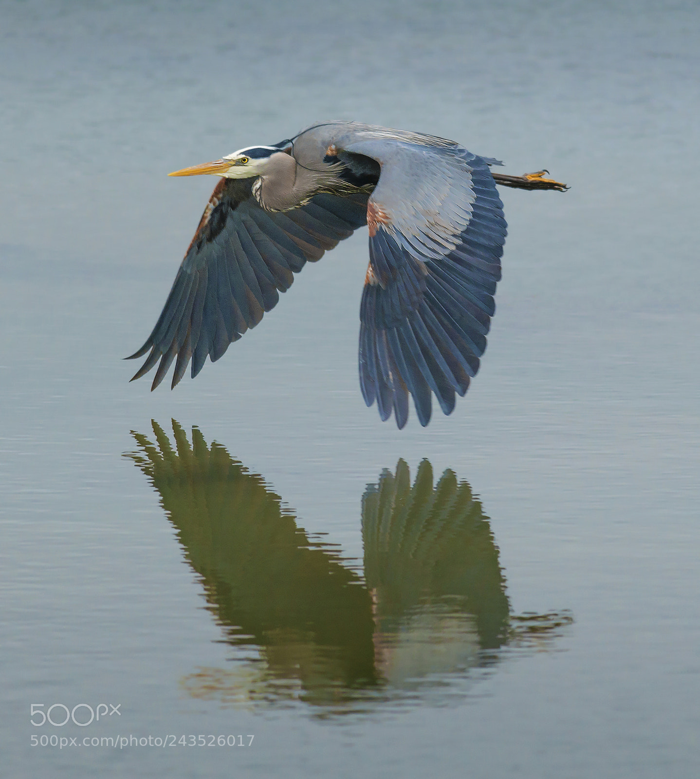 Nikon D800E sample photo. Great blue heron photography
