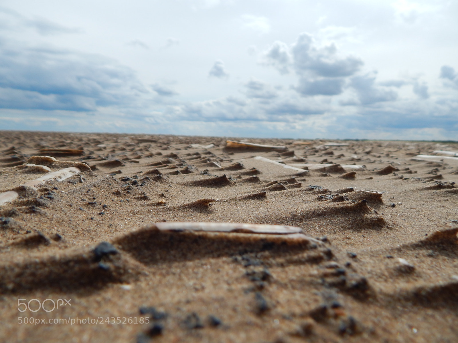 Nikon Coolpix L820 sample photo. Sand and shells close photography