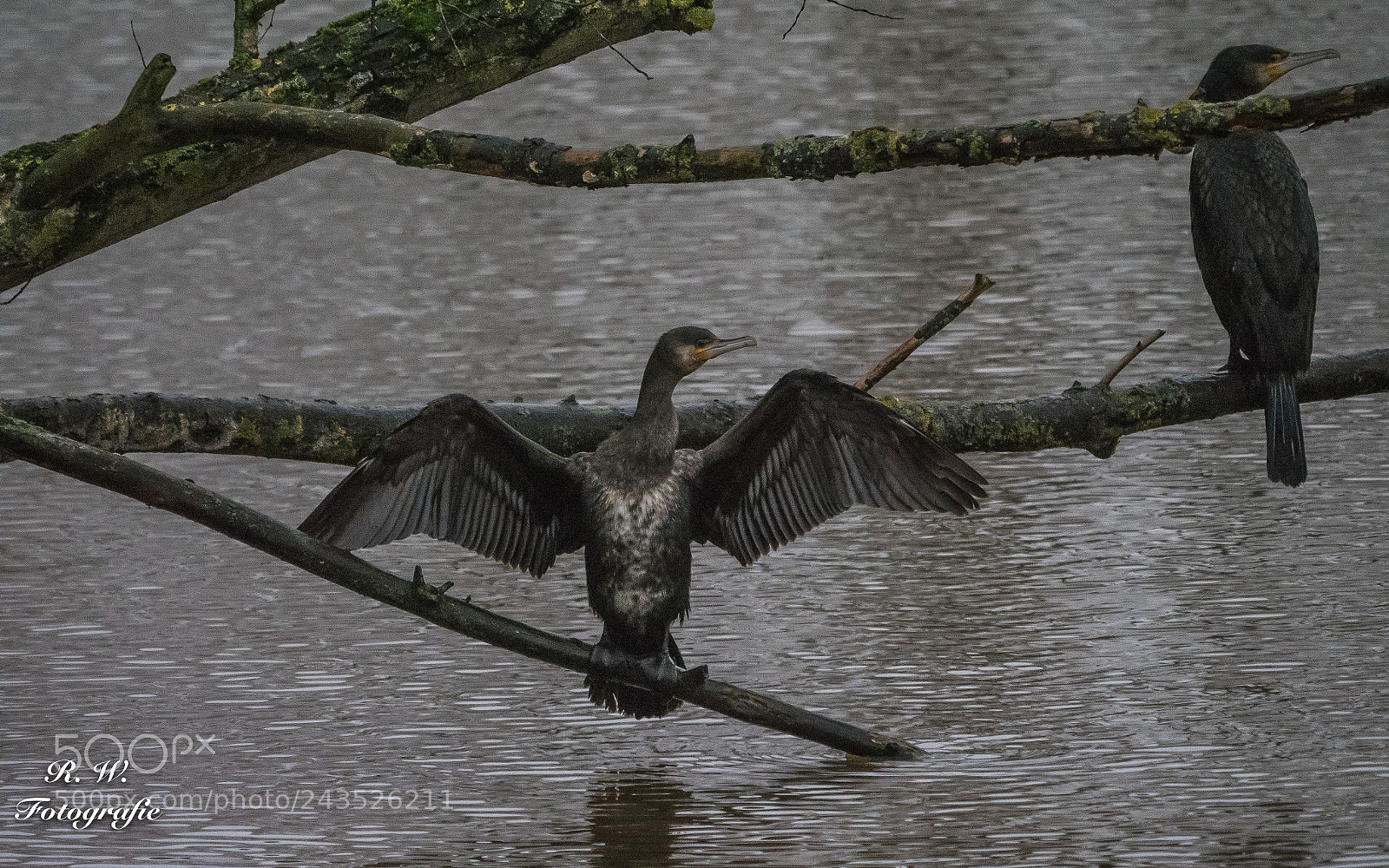 Panasonic Lumix DC-G9 sample photo. Kormoran photography