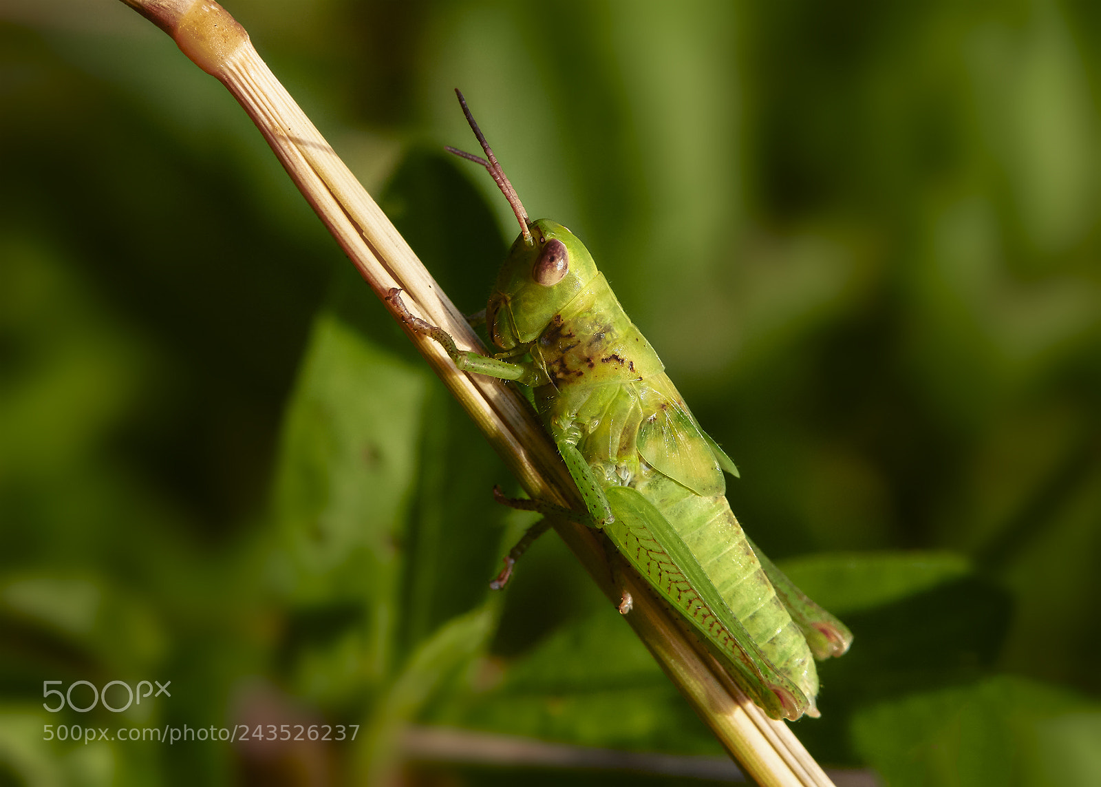 Canon EOS 7D Mark II sample photo. Green photography