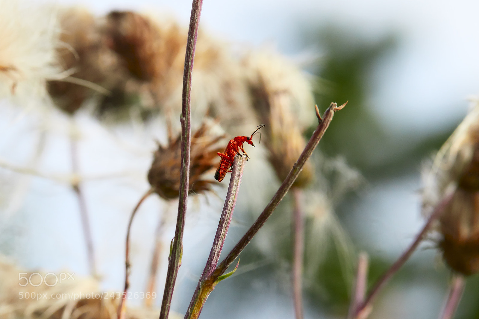 Canon EOS 7D Mark II sample photo. Red photography