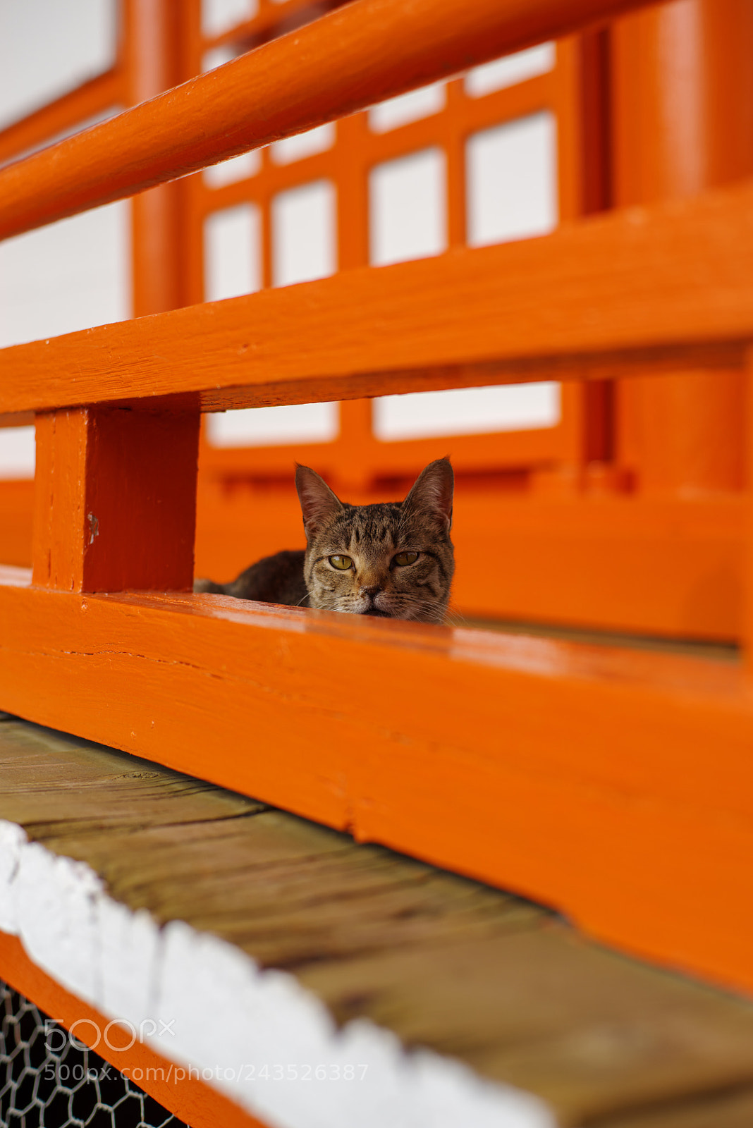 Pentax K-1 sample photo. Shrine cat1 photography