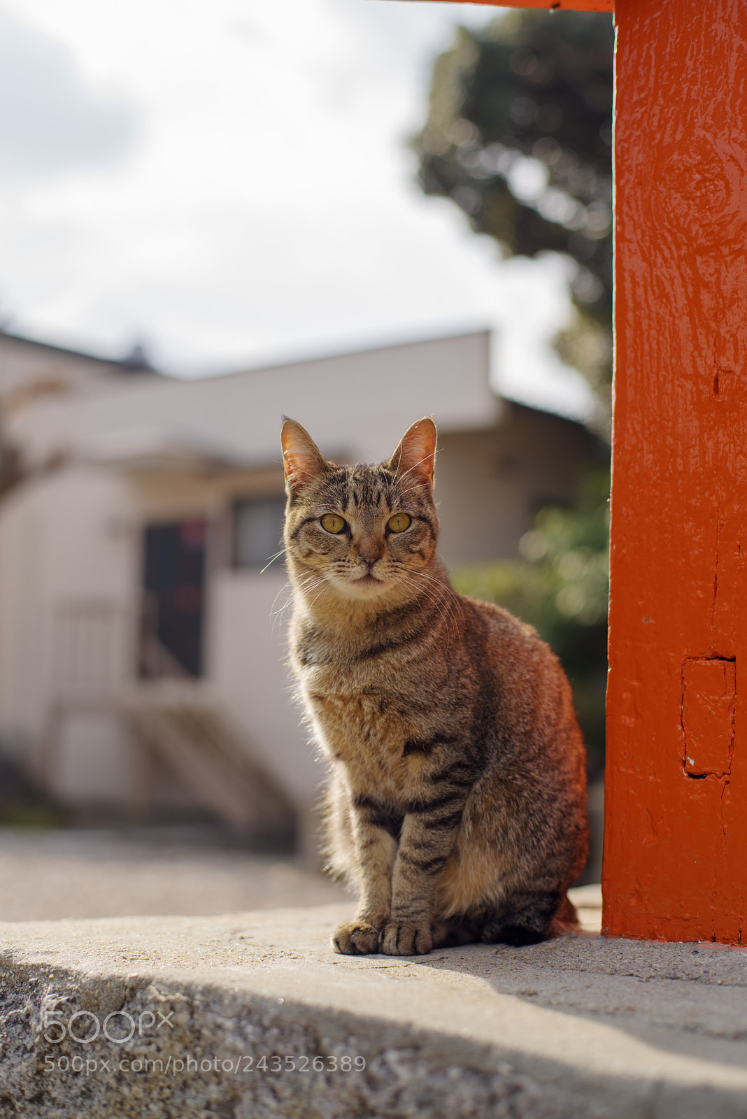 Pentax K-1 sample photo. Shrine cat2 photography