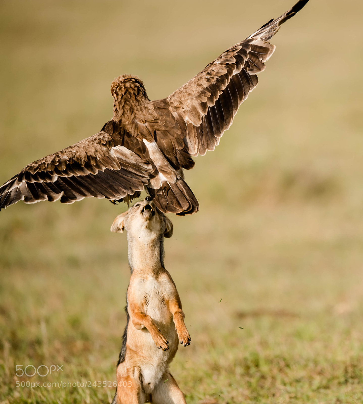 Nikon D5 sample photo. Survival instincts, photography