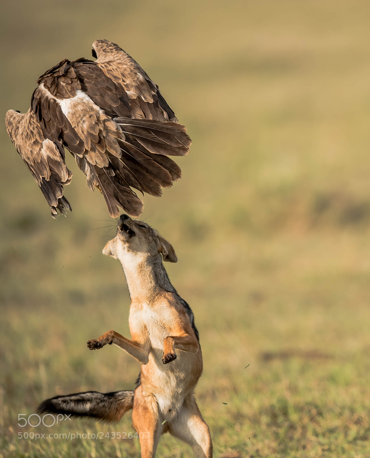 Nikon D5 sample photo. Survival instincts, photography
