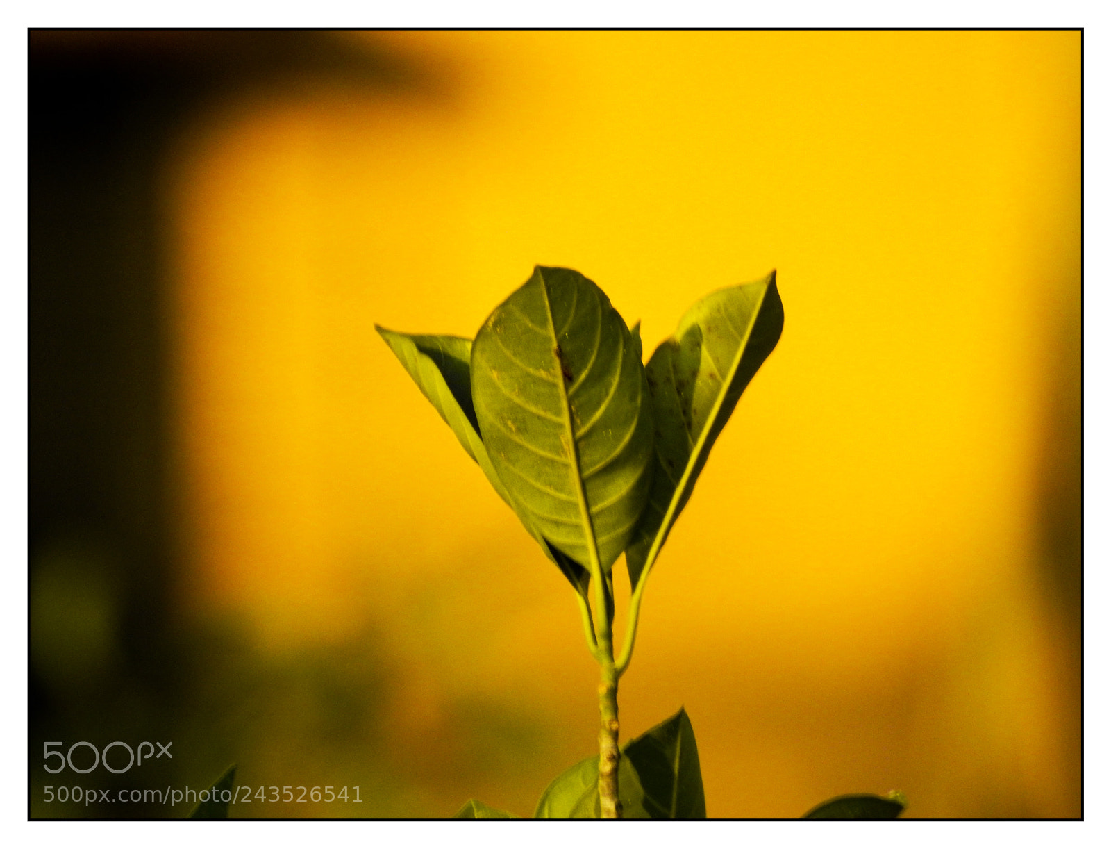 Nikon Coolpix P900 sample photo. Leaves and background photography
