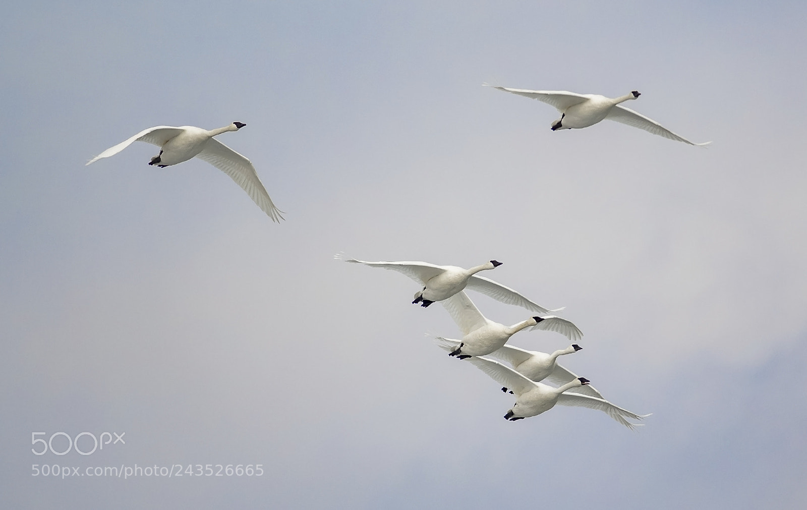Nikon D500 sample photo. Trumpeter swans photography