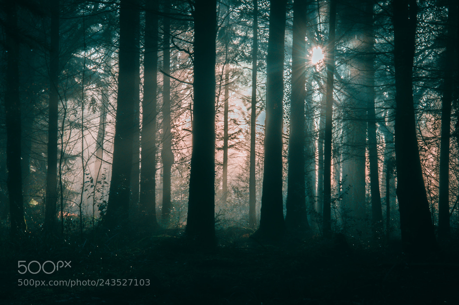Nikon D3200 sample photo. Light in the woods photography