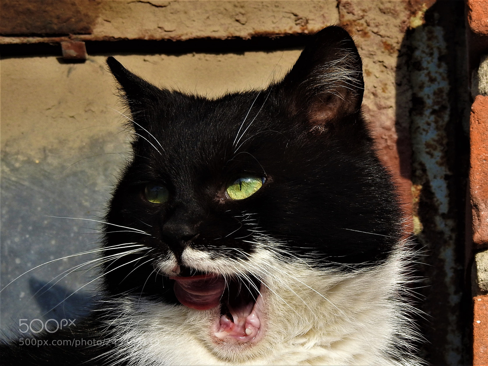 Nikon Coolpix P900 sample photo. My cat. photography