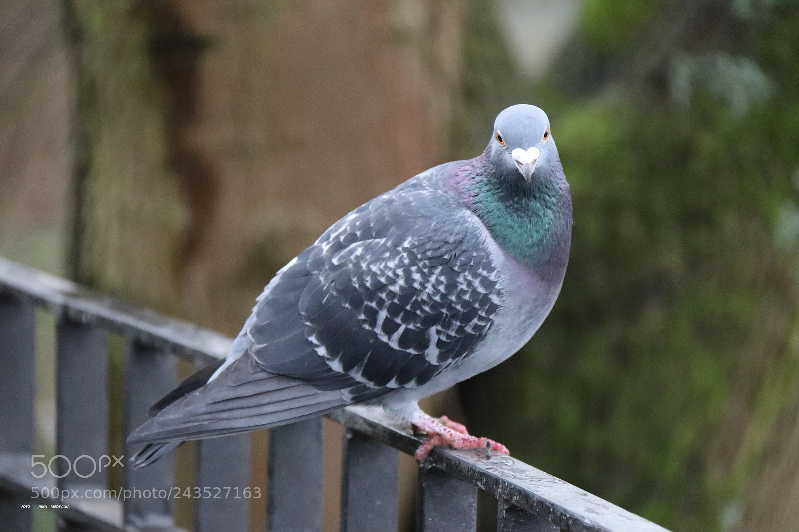 Canon EOS 800D (EOS Rebel T7i / EOS Kiss X9i) sample photo. Eine taube photography