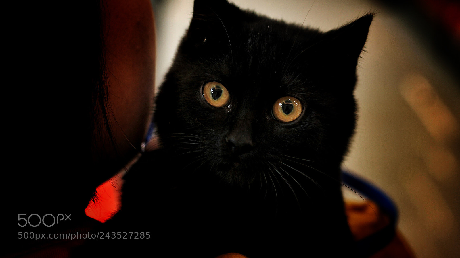 Canon EOS 1100D (EOS Rebel T3 / EOS Kiss X50) sample photo. Cute kitty photography