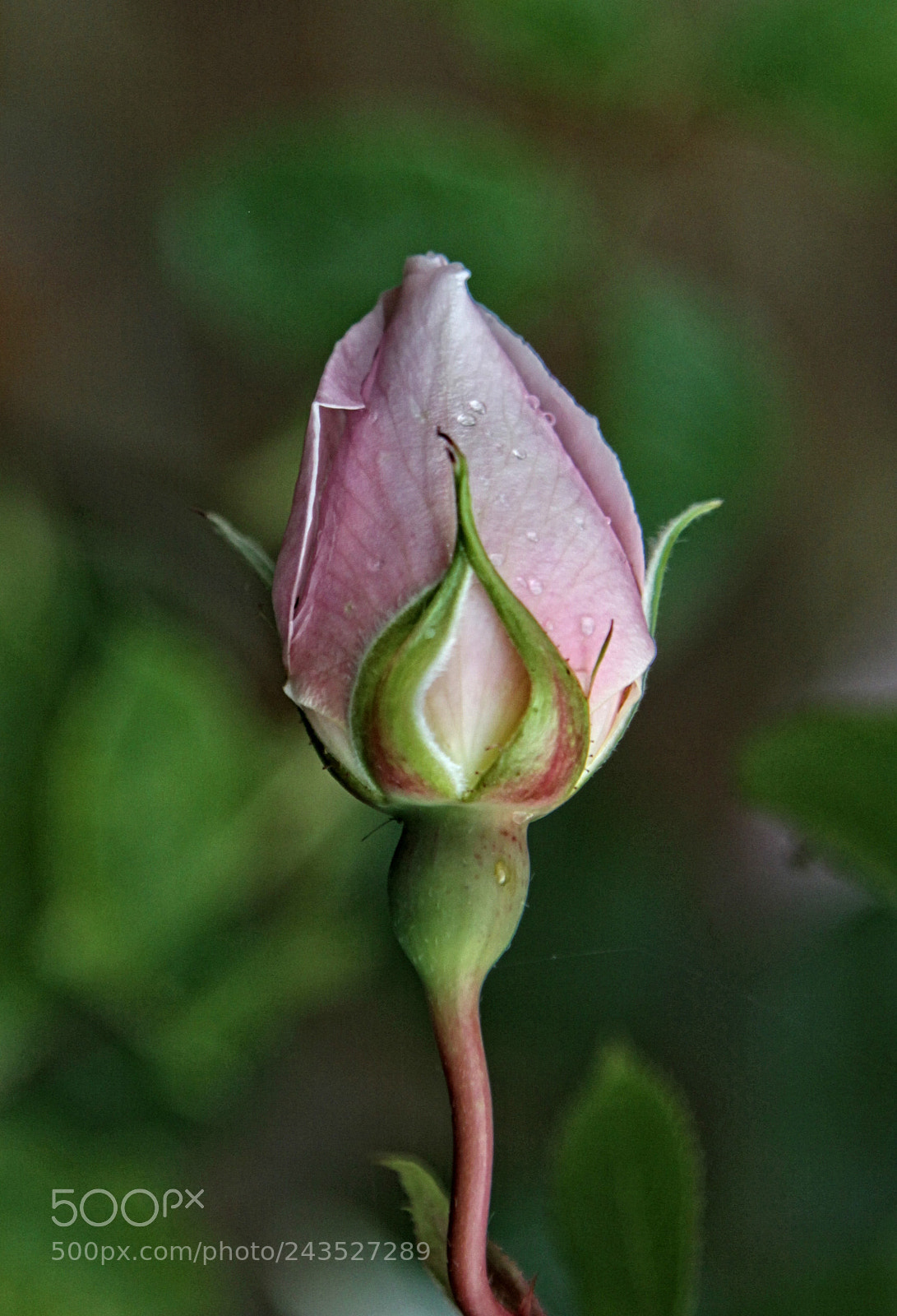 Canon EOS 50D sample photo. Lh rose 19 oa photography