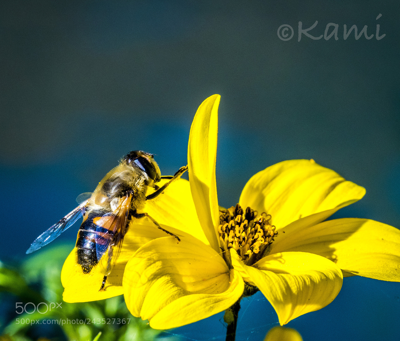 Canon EOS 77D (EOS 9000D / EOS 770D) sample photo. Hoverfly syrphid on the photography