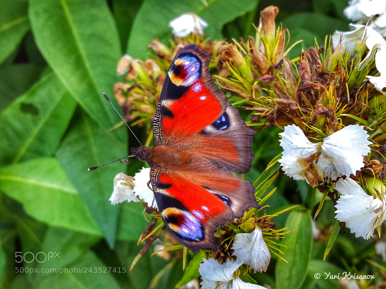 Samsung Galaxy Alpha sample photo. Butterfly peacock eye feeds photography