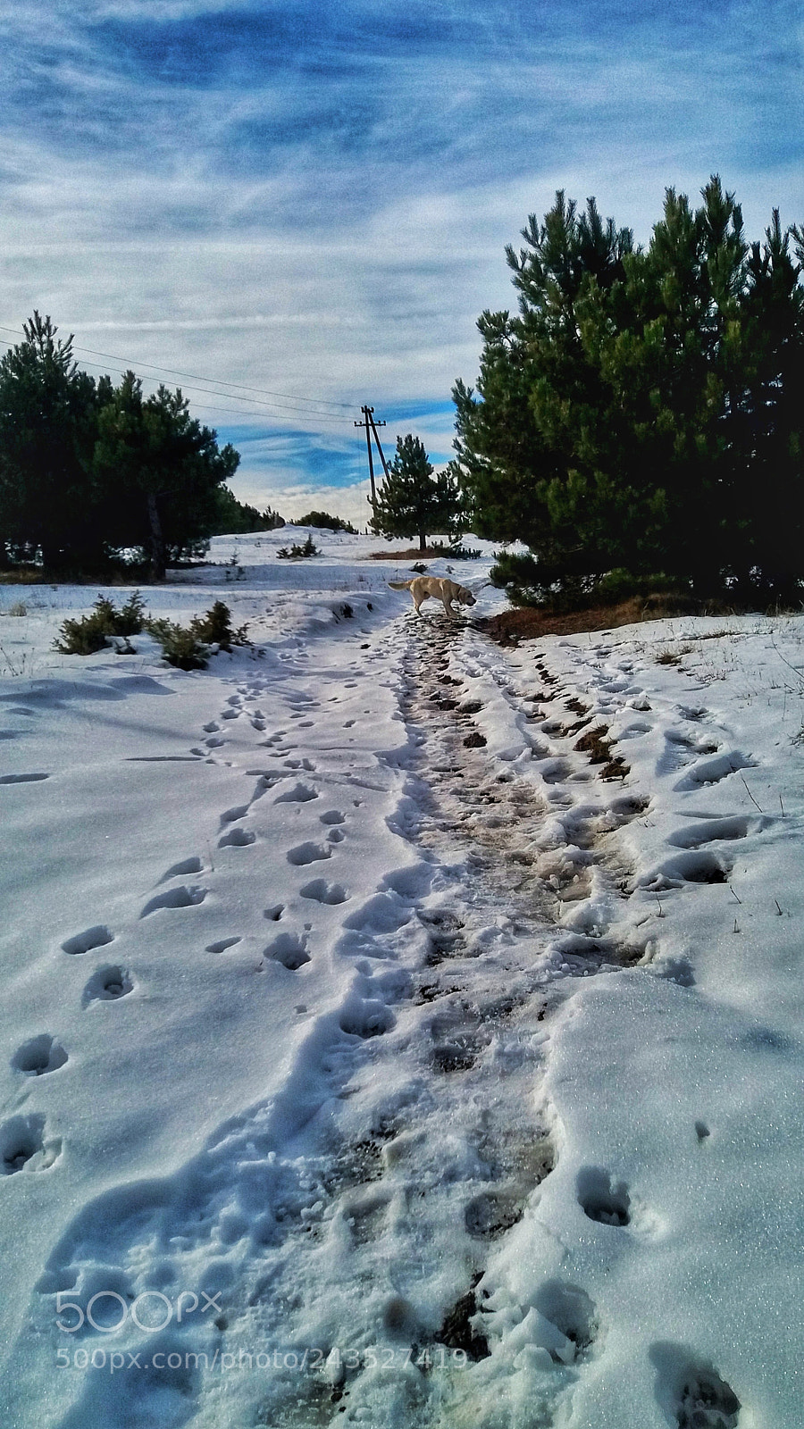 Samsung Galaxy J5 sample photo. Sunny snow day photography