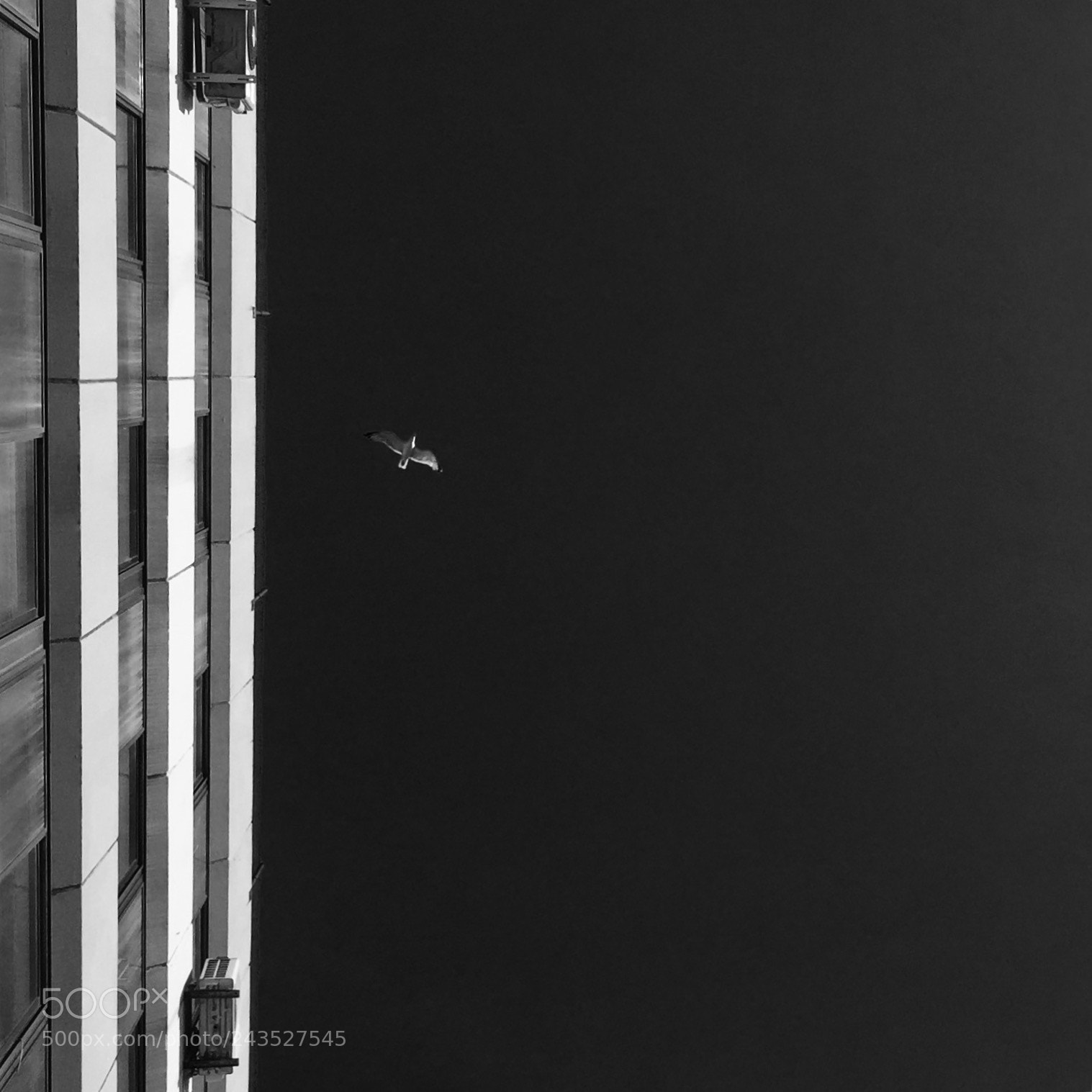 Apple iPhone 6 Plus sample photo. Seagull photography