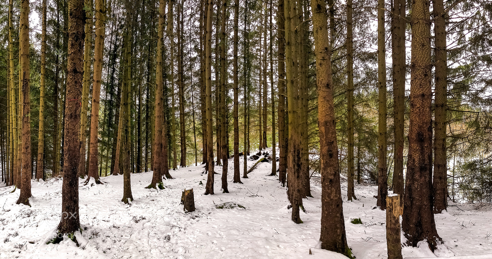 Apple iPhone X sample photo. Winter in the forest photography