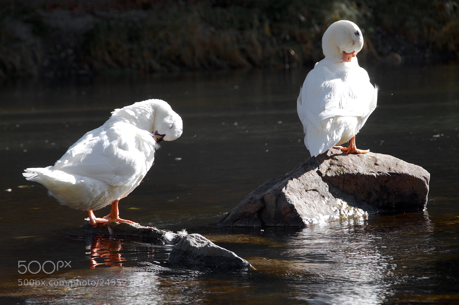 Nikon D5000 sample photo. Let's clean up, mate! photography