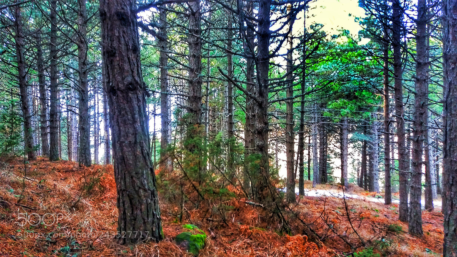 Samsung Galaxy J5 sample photo. Into the forest i photography