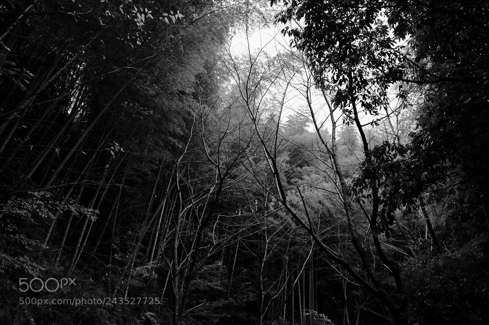 Leica Q (Typ 116) sample photo. Untitled photography