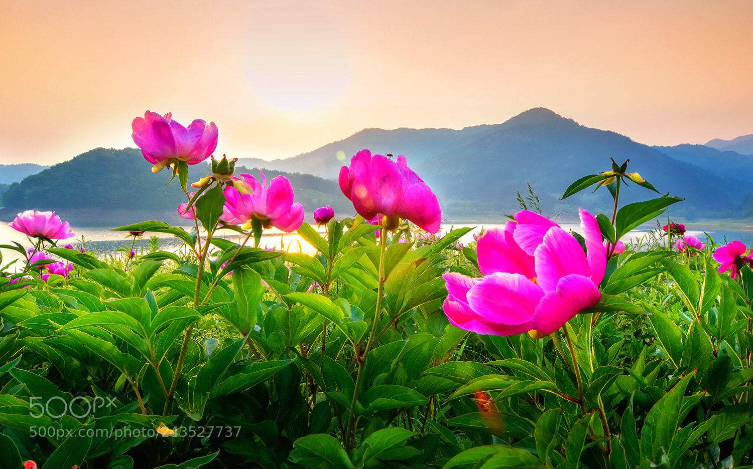 Nikon D7100 sample photo. 대청호 작약꽃밭 photography