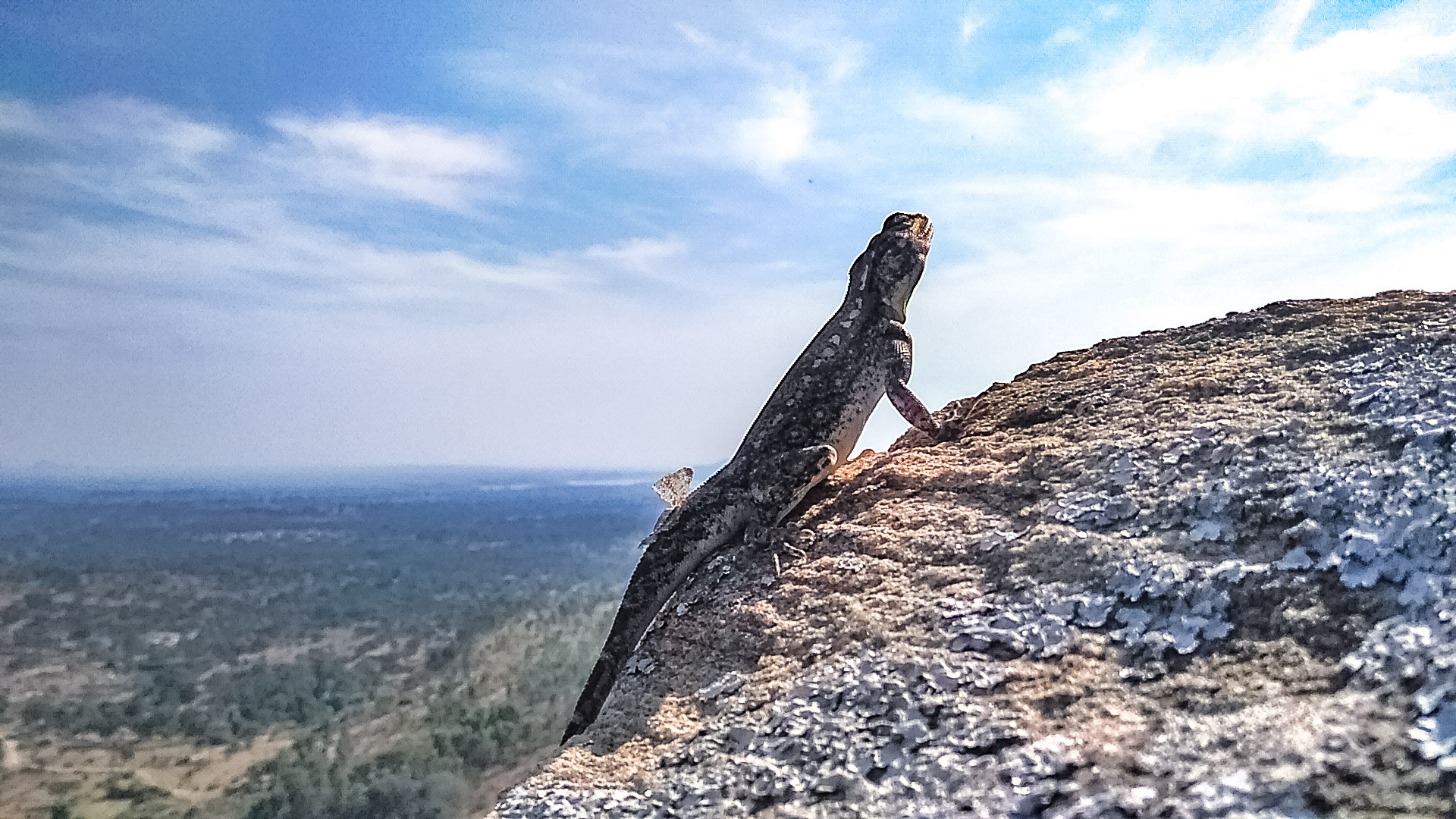 LeMobile Le X526 sample photo. Reptile on a rock photography